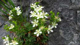 Image of Potentilla caulescens L.