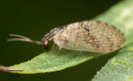 Image of Barber's brown lacewing