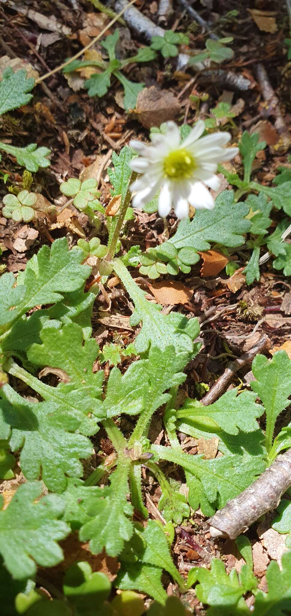 Image of Brachyscome radicata Hook. fil.