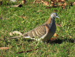 Image of Bar-shouldered Dove