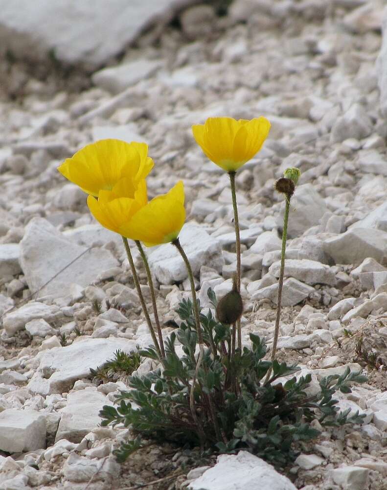 Sivun Papaver aurantiacum Loisel. kuva