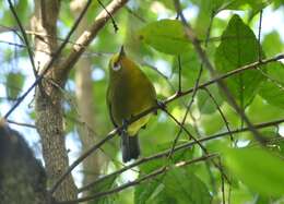 Zosterops kikuyuensis Sharpe 1891 resmi