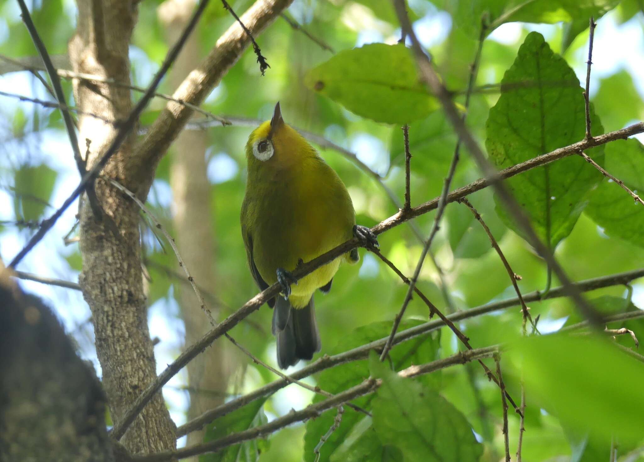 Zosterops kikuyuensis Sharpe 1891 resmi