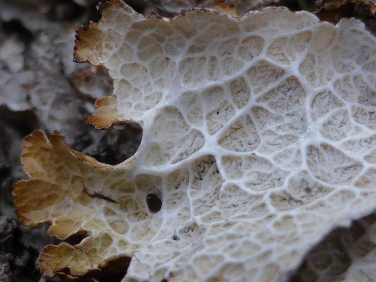 Image of ragged lichen