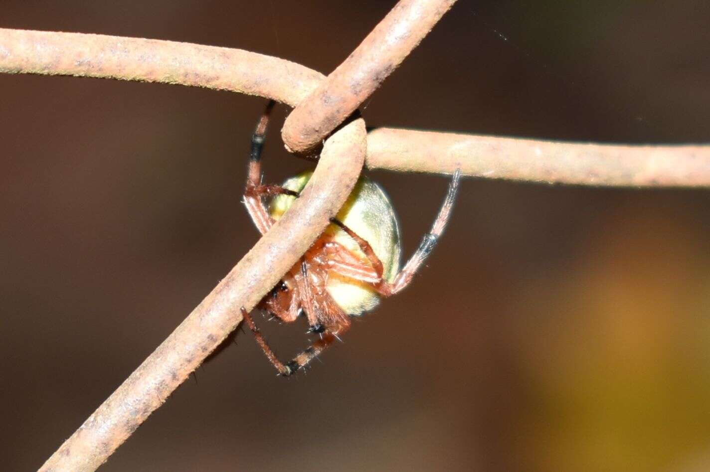 Imagem de Araneus workmani (Keyserling 1884)