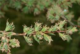 Image of larch case-bearer