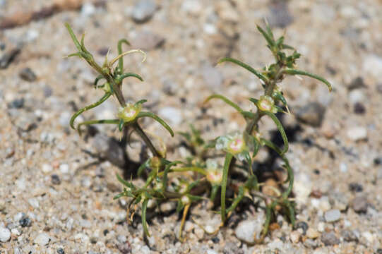 Image of barbwire Russian thistle