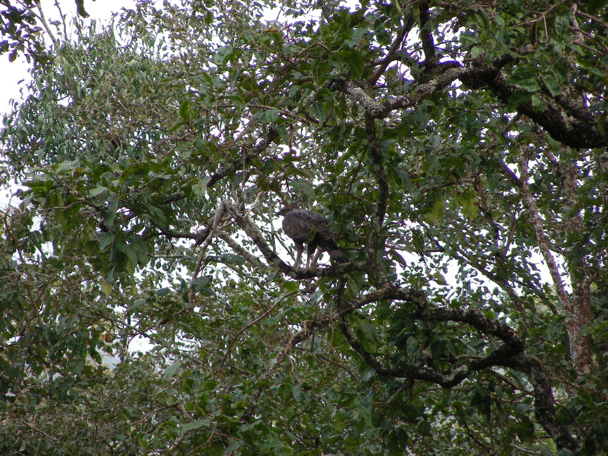 Nisaetus cirrhatus cirrhatus (Gmelin & JF 1788) resmi