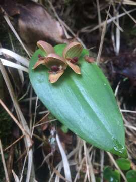 Image of Pleurothallis palliolata Ames