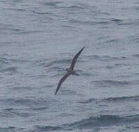 Image of Hawaiian Petrel