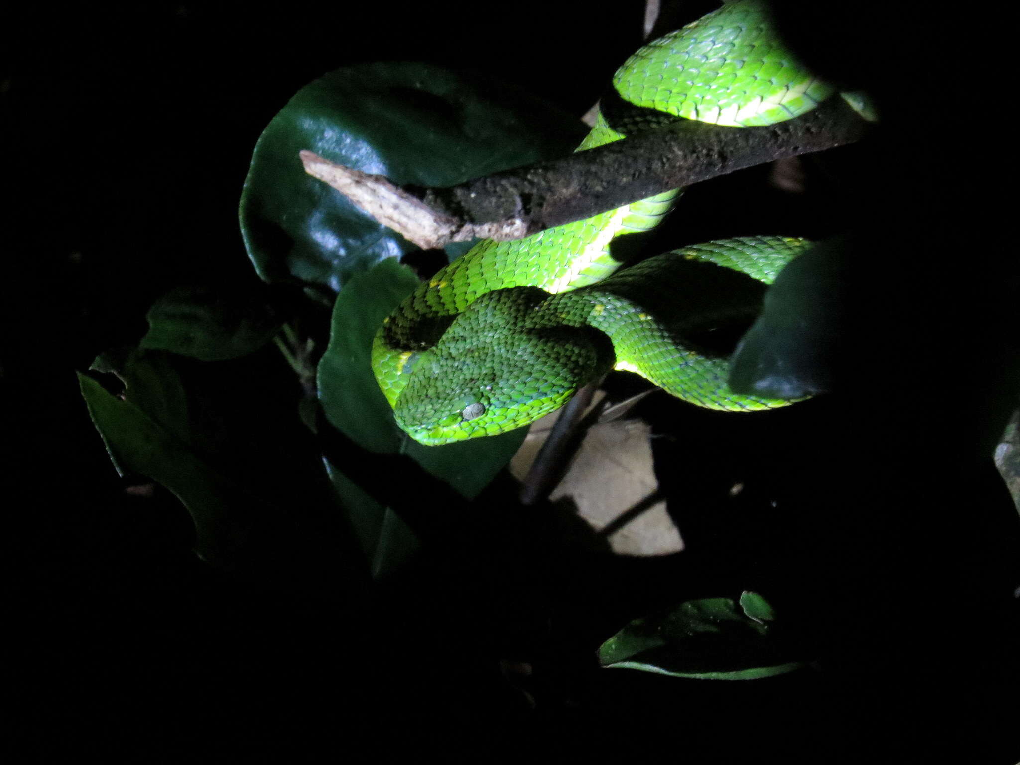 صورة Bothriechis lateralis Peters 1862