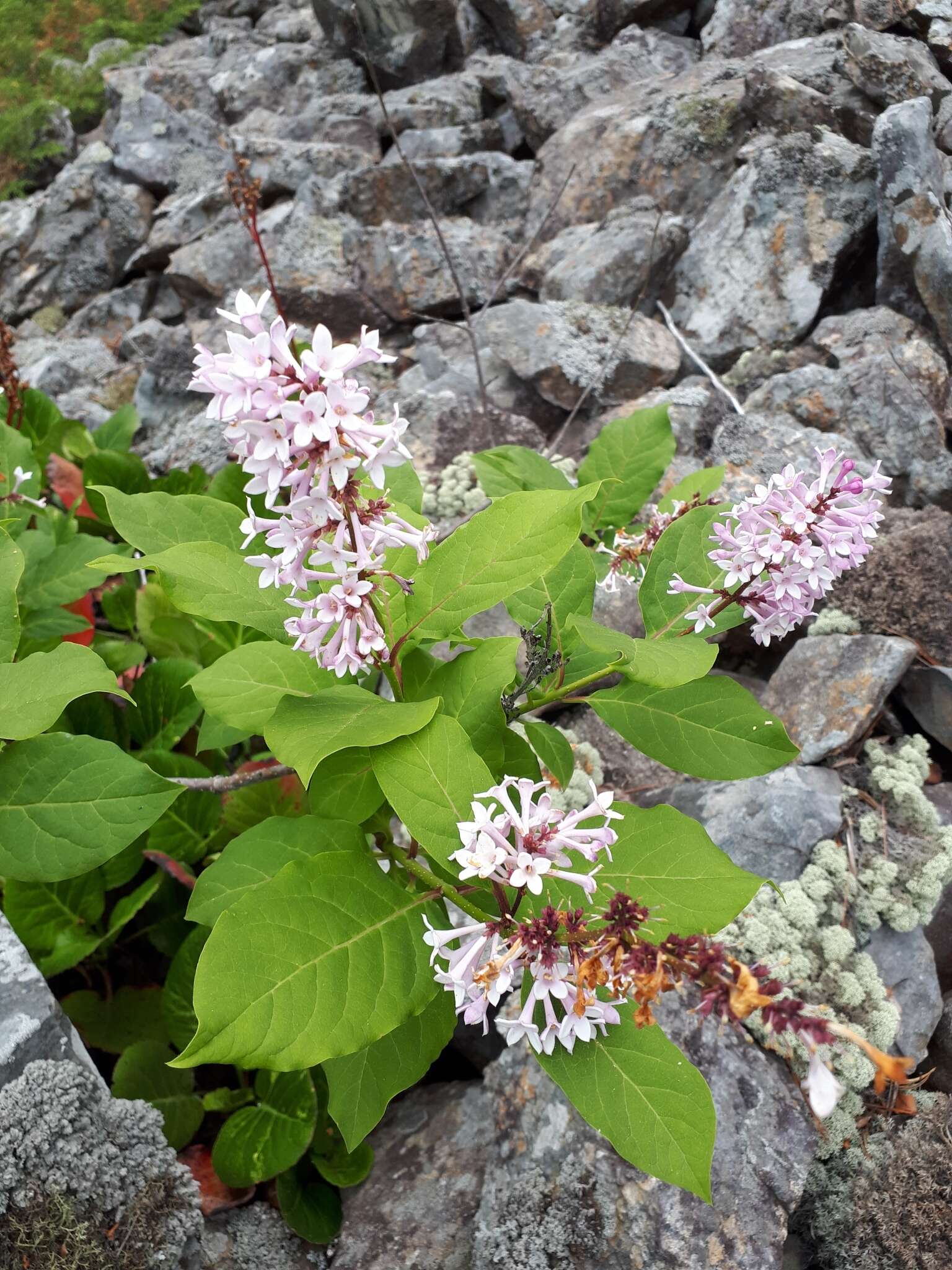 صورة Syringa villosa subsp. wolfii (C. K. Schneid.) Jin Y. Chen & D. Y. Hong