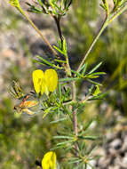 Слика од Gompholobium tomentosum Labill.