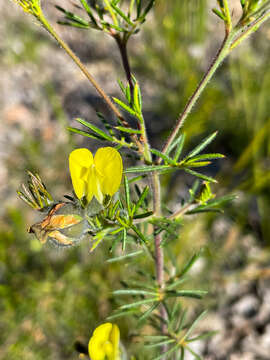 Plancia ëd Gompholobium tomentosum Labill.