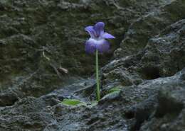 Image of Pinguicula poldinii J. F. Steiger & Casper