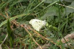 Image of Falcate Orangetip