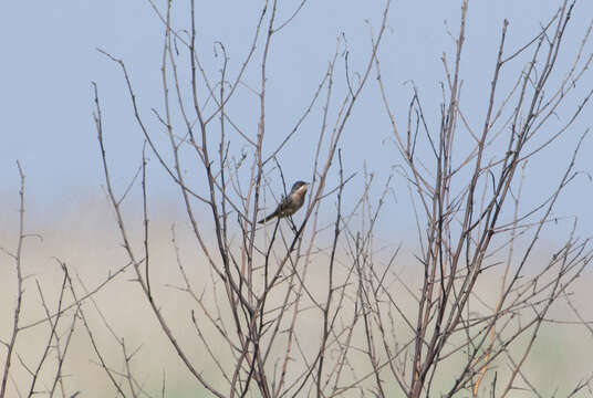 Image of Menetries's Warbler