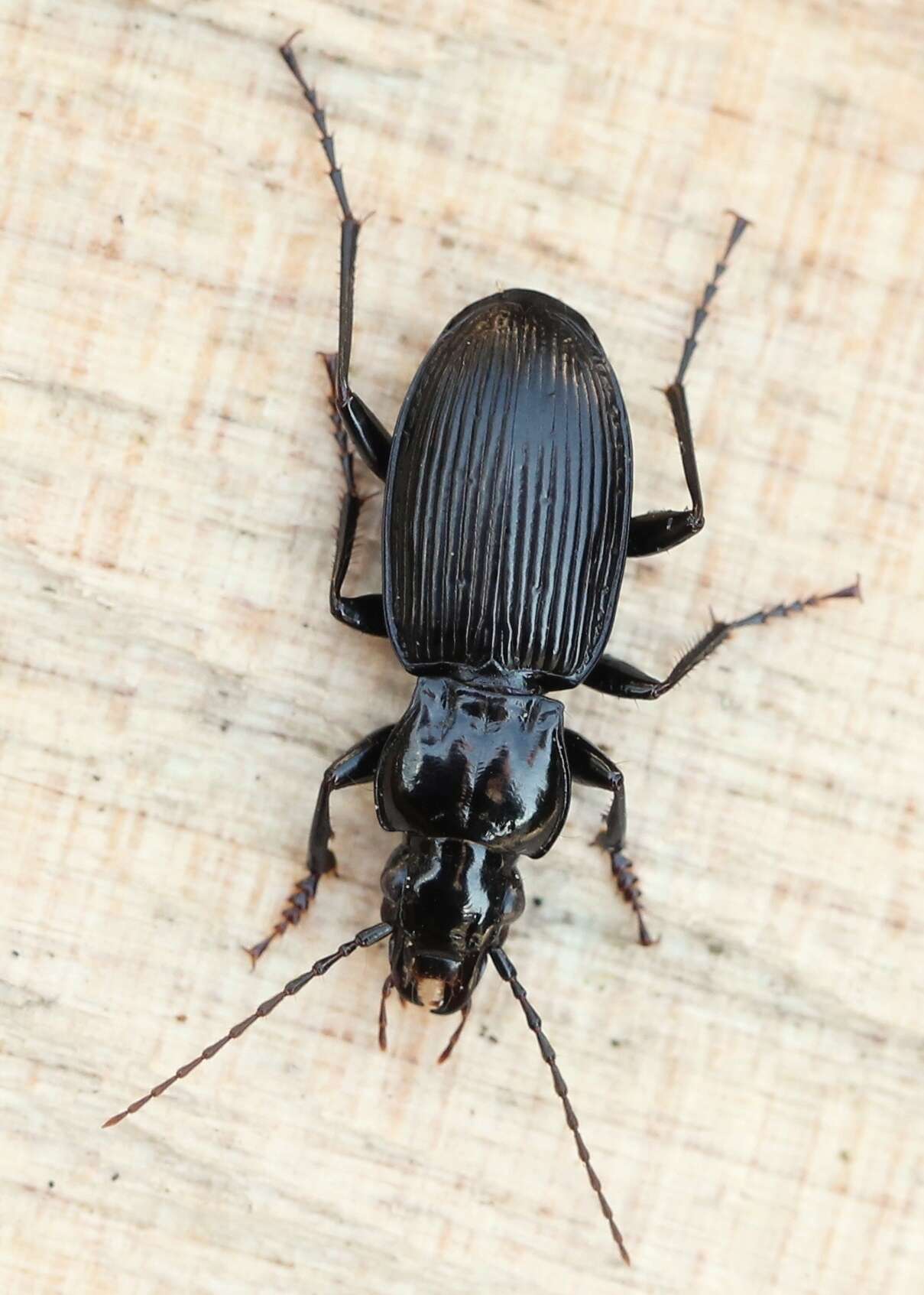 Image de Pterostichus (Pterostichus) cristatus (L. Dufour 1820)