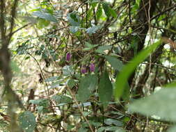 Imagem de Kohleria affinis (Fritsch) Roalson & Boggan