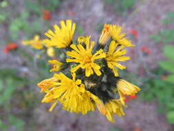 Image of Pilosella caespitosa (Dumort.) P. D. Sell & C. West