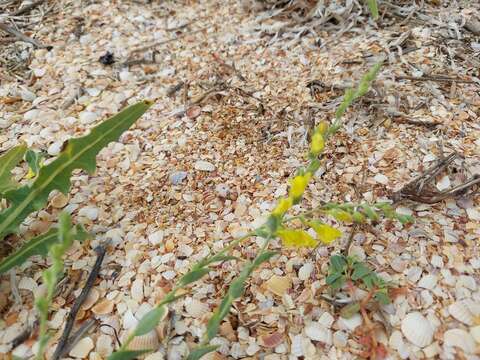 Image of Linaria sabulosa Czern. ex Klokov