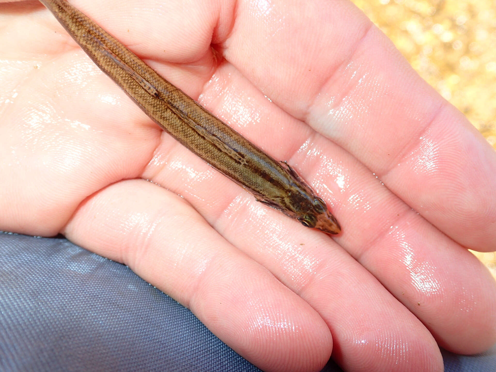 Image of Longhead darter