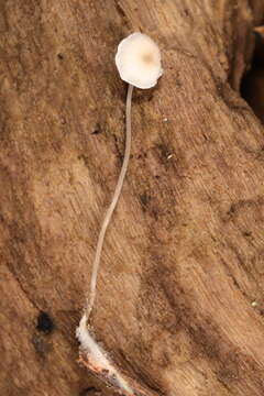 Image of Mycena mirata (Peck) Sacc. 1887