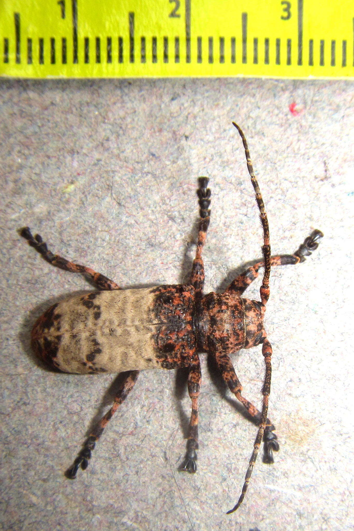Image of Plectropygus mucoreus Gahan 1898