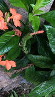 Image of Crossandra infundibuliformis (L.) Nees