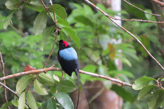 Image of Long-tailed Manakin