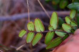 Image of Pellaea pteroides (L.) Prantl