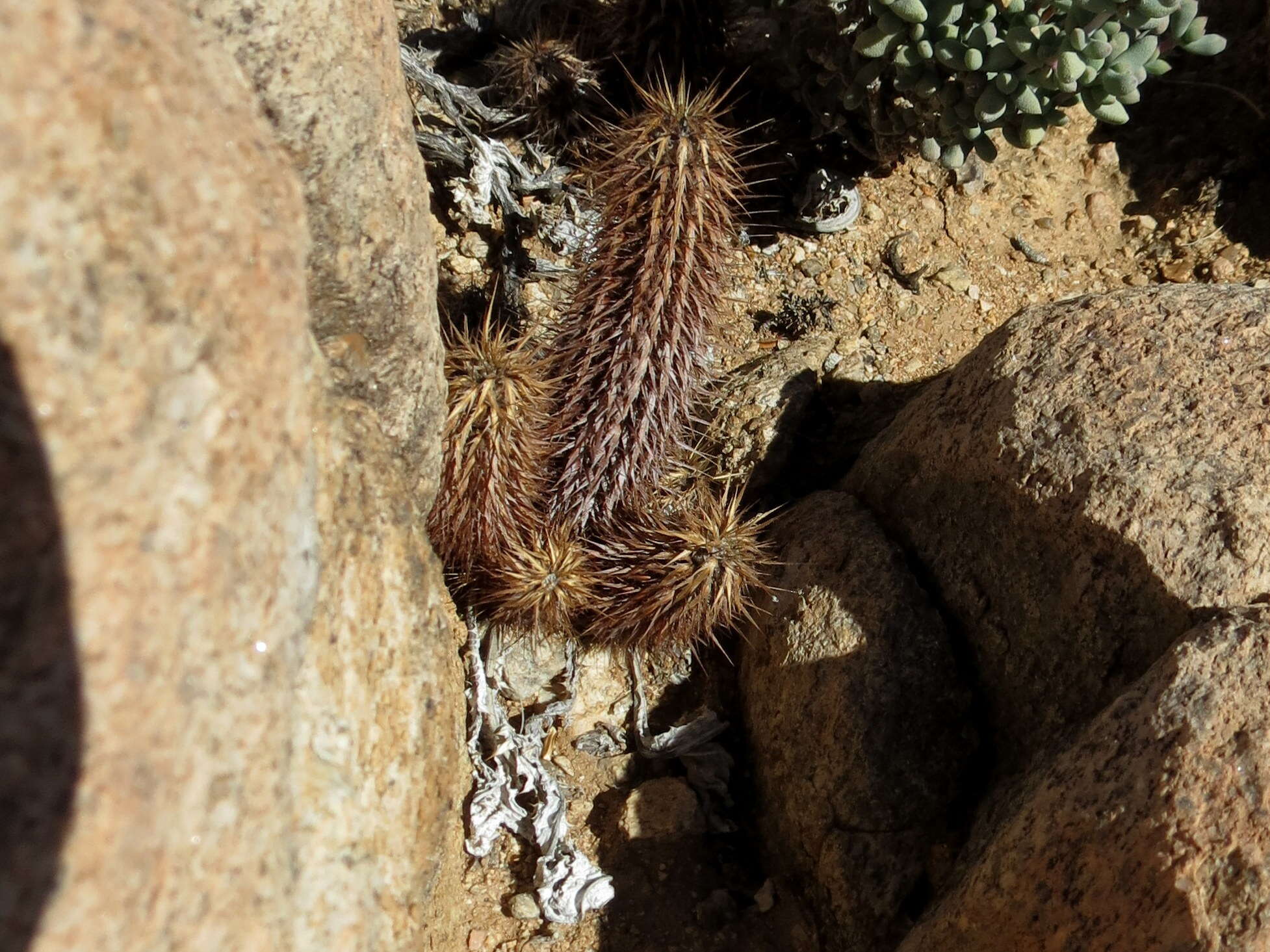 Acanthopsis disperma Harv. resmi