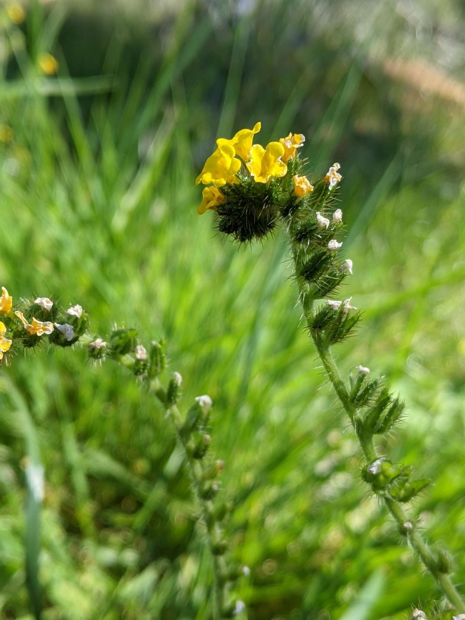 Слика од Amsinckia calycina (Moris) Chater