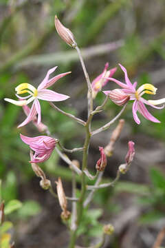 Image of Cyanella lutea subsp. rosea (Eckl. ex Baker) J. C. Manning & Goldblatt