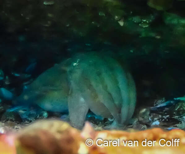 Image of Patchwork Cuttlefish