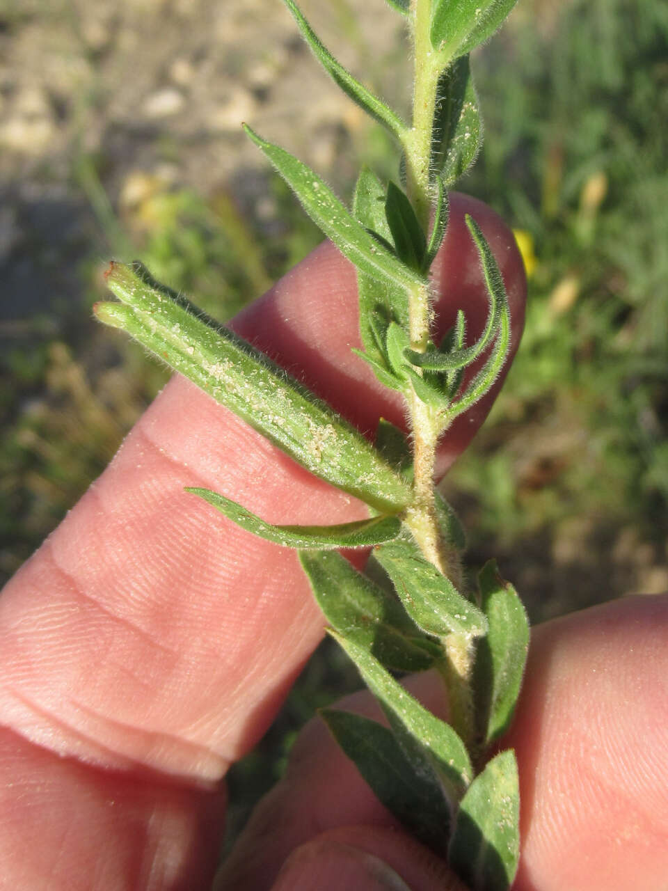 Imagem de Oenothera hartwegii subsp. pubescens (A. Gray) W. L. Wagner & Hoch