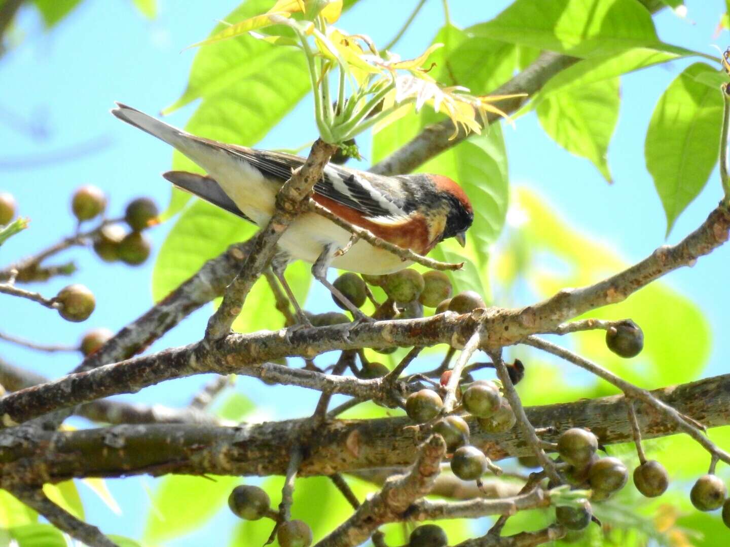 Image of Bay-breasted Warbler