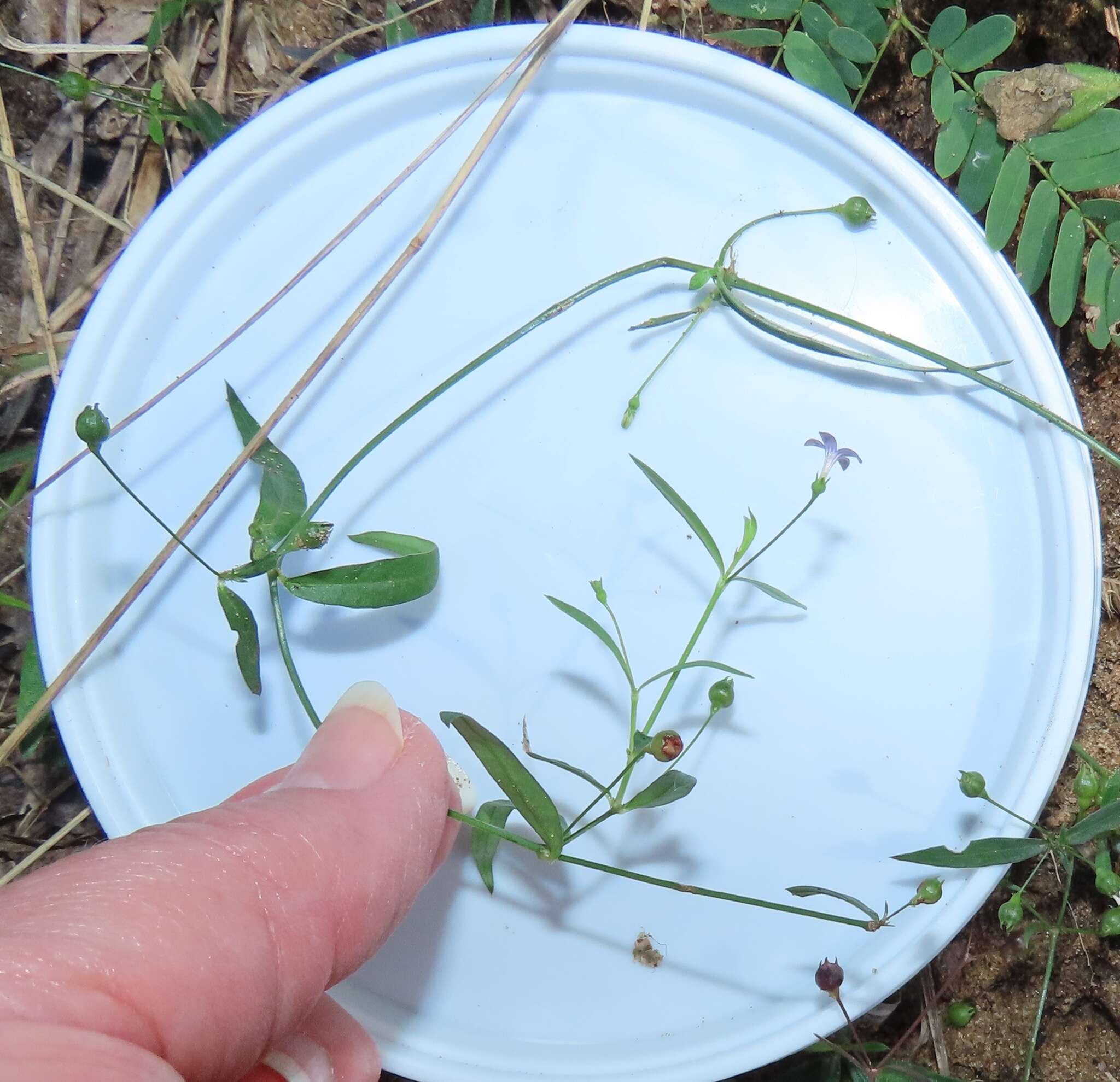 Image of Oldenlandia affinis subsp. fugax (Vatke) Verdc.