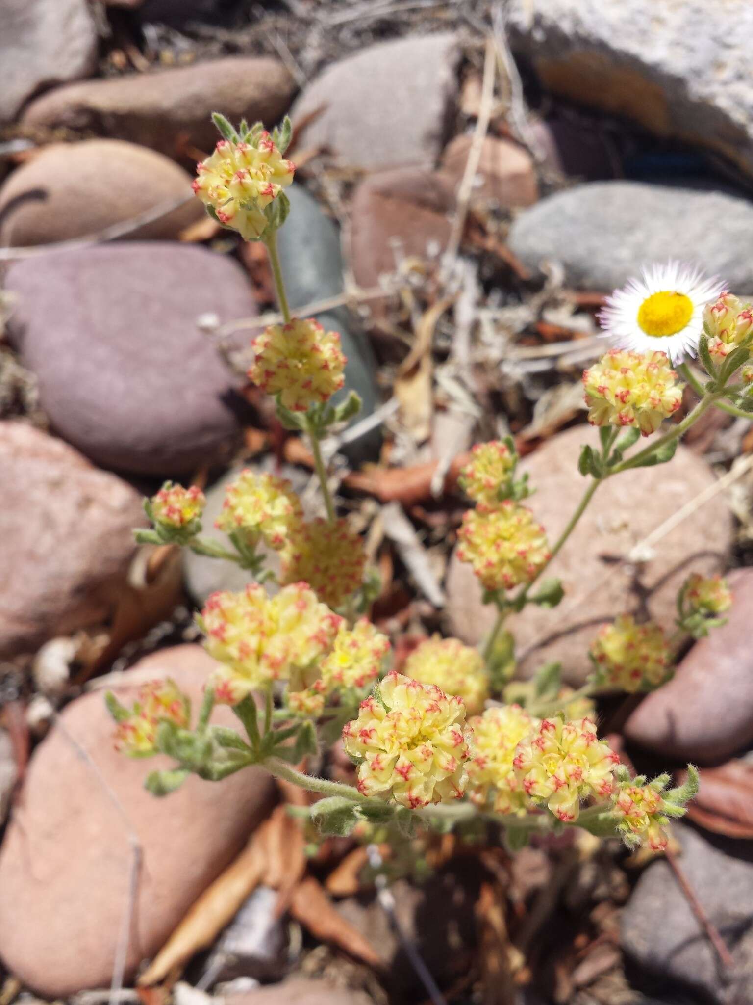 Image of Abert's buckwheat