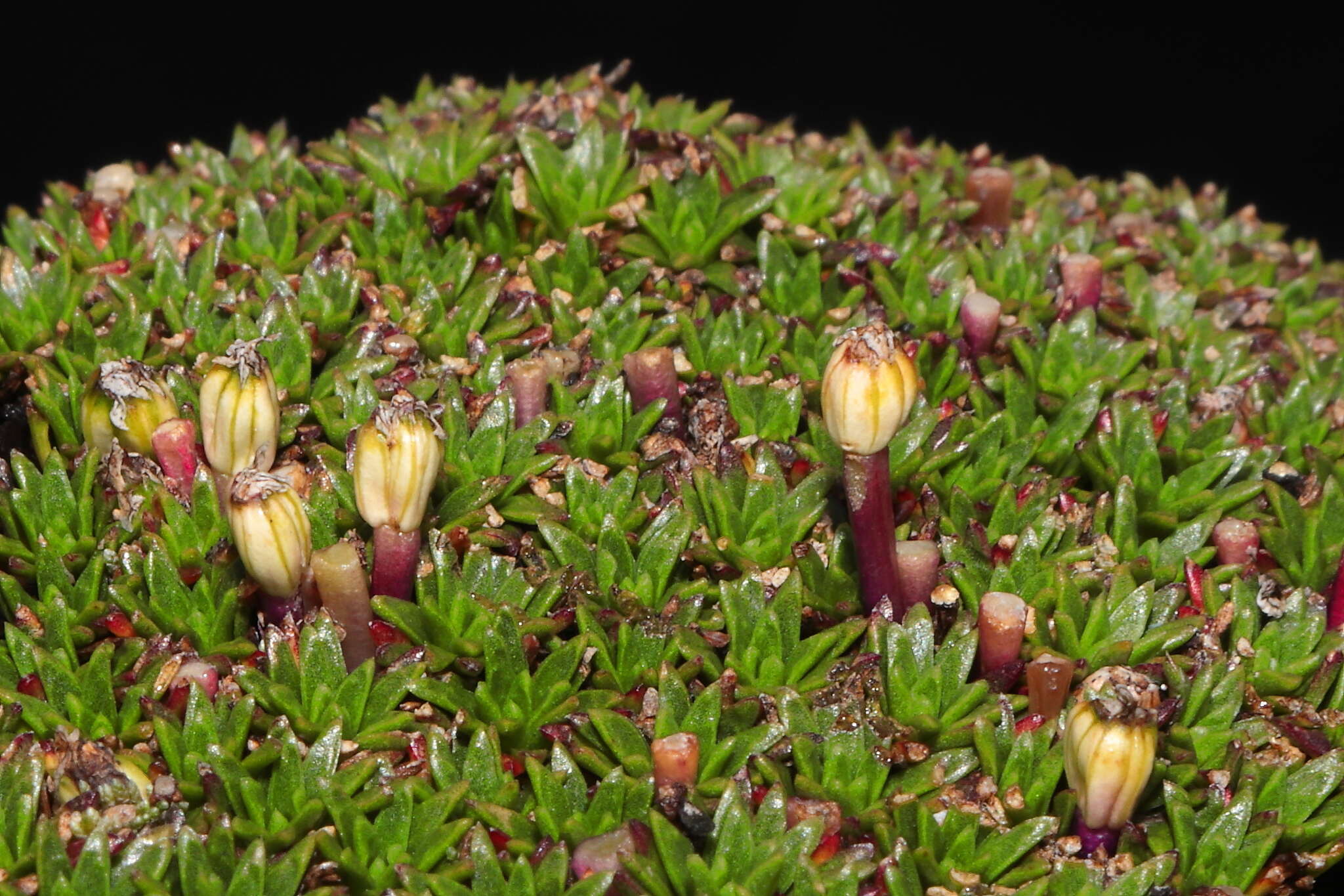 Image of Azorella diapensioides A. Gray