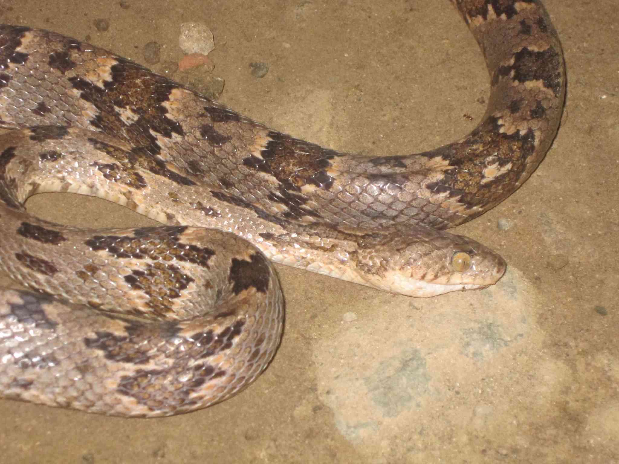 Image of Coastal Lyre Snake