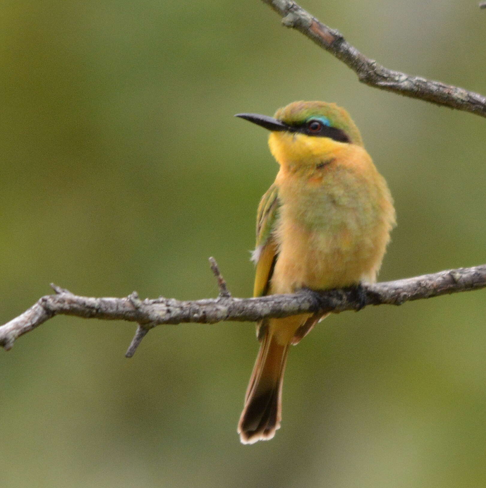 Image of Merops pusillus meridionalis (Sharpe 1892)