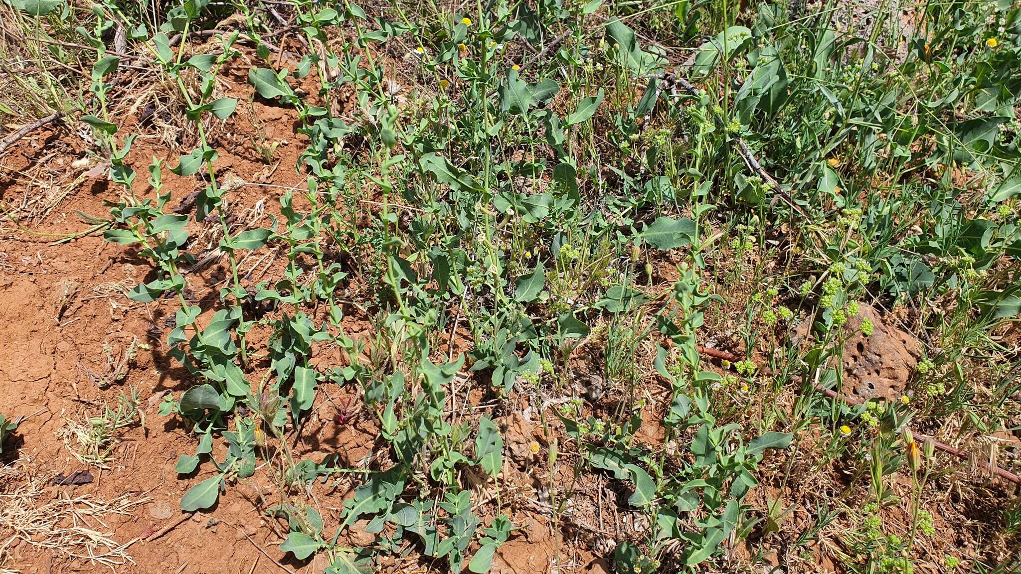 Image of Klasea cerinthifolia (Sm.) Greuter & Wagenitz