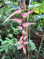 Image of Heliconia chartacea Lane ex Barreiros