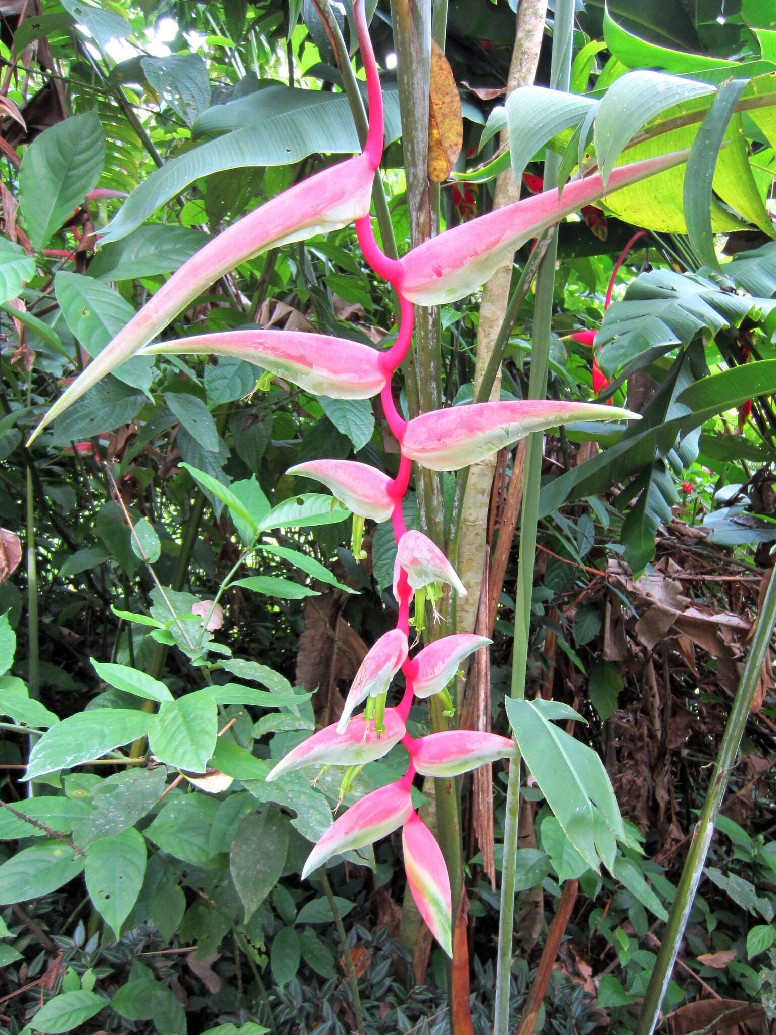 Image of Heliconia chartacea Lane ex Barreiros