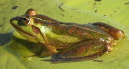 Image of Dahl’s Aquatic Frog