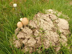 Image of Agrocybe molesta (Lasch) Singer 1978