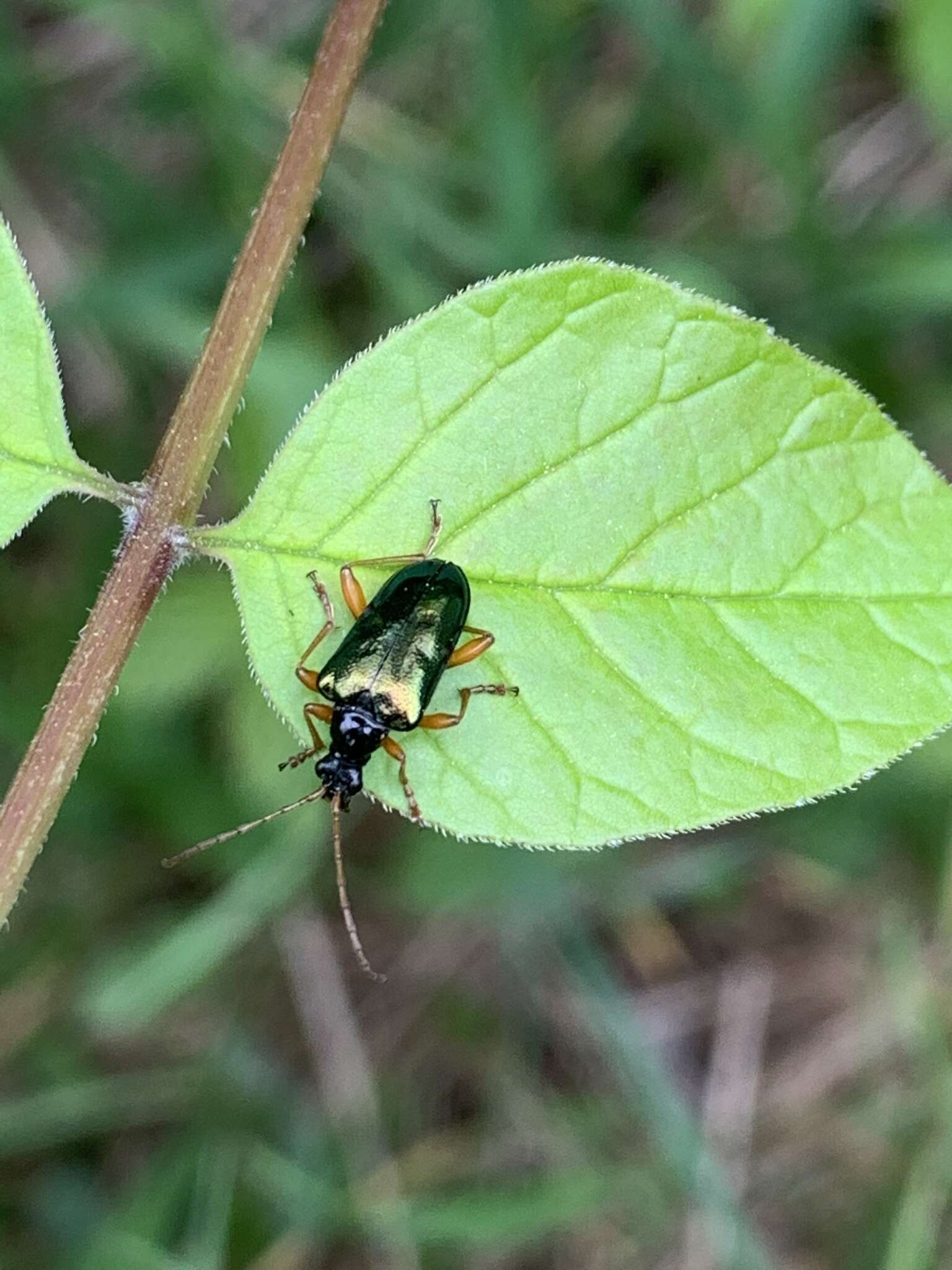 صورة Gaurotes cyanipennis (Say 1824)