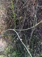 Image of Baja bush snapdragon