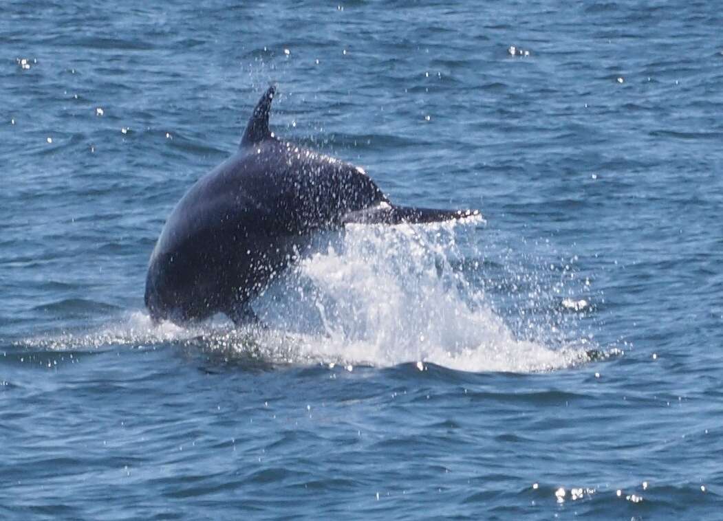 Imagem de Tursiops Gervais 1855